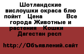 Шотландские вислоушки окраса блю пойнт › Цена ­ 4 000 - Все города Животные и растения » Кошки   . Дагестан респ.